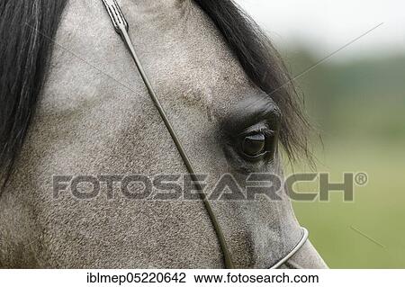 Arabian thoroughbred View Large Photo Image Stock Image - Arabian thoroughbred. Fotosearch