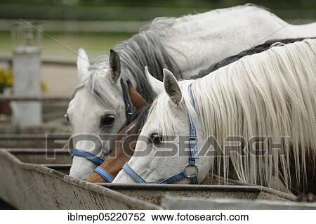 Arabian thoroughbred, three mares drink water from a trough View Large Photo Image Stock Image - Arabian thoroughbred, three mares drink water from a trough. Fotosearch