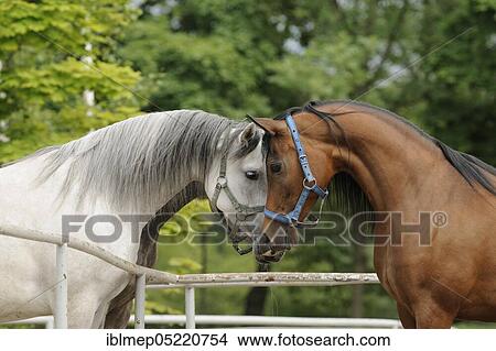 Picture - Arabian thoroughbred, three mares sniff each other over fence. Fotosearch