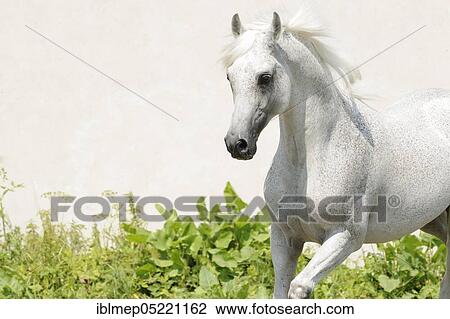 Arabian thoroughbred, trotting grey stallion View Large Photo Image Stock Image - Arabian thoroughbred, trotting grey stallion. Fotosearch