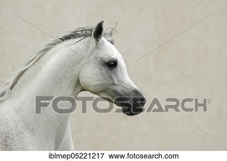 Arabian thoroughbred, trotting grey stallion View Large Photo Image Stock Photo - Arabian thoroughbred, trotting grey stallion. Fotosearch