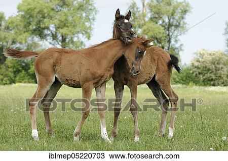 Arabian thoroughbred, two foals play in the pasture View Large Photo Image Stock Image - Arabian thoroughbred, two foals play in the pasture. Fotosearch