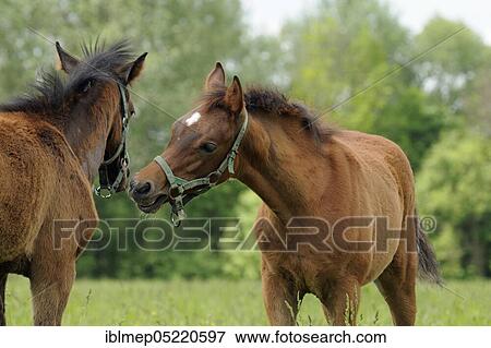 Arabian thoroughbred, two foals play in the pasture View Large Photo Image Stock Photo - Arabian thoroughbred, two foals play in the pasture. Fotosearch