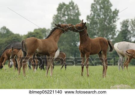 Stock Image - Arabian thoroughbred, two foals play together. Fotosearch