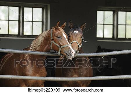 Arabian thoroughbred, two young stallions look out of open stable View Large Photo Image Stock Photo - Arabian thoroughbred, two young stallions look out of open stable. Fotosearch