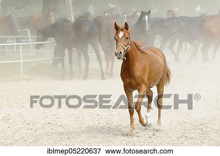 Arabian thoroughbred, young chestnut mare trots out View Large Photo Image Stock Photo - Arabian thoroughbred, young chestnut mare trots out. Fotosearch