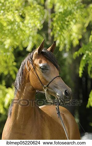 Arabian thoroughbred, young mare with show halter View Large Photo Image Picture - Arabian thoroughbred, young mare with show halter. Fotosearch