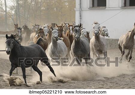 Arabian thoroughbred, young mares run into the stable View Large Photo Image Stock Image - Arabian thoroughbred, young mares run into the stable. Fotosearch
