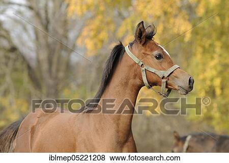 Arabian thoroughbred, young stallion in autumn View Large Photo Image Stock Photo - Arabian thoroughbred, young stallion in autumn. Fotosearch