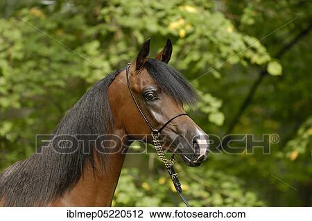 Arabian thoroughbred, young stallion with show halter View Large Photo Image Stock Image - Arabian thoroughbred, young stallion with show halter. Fotosearch
