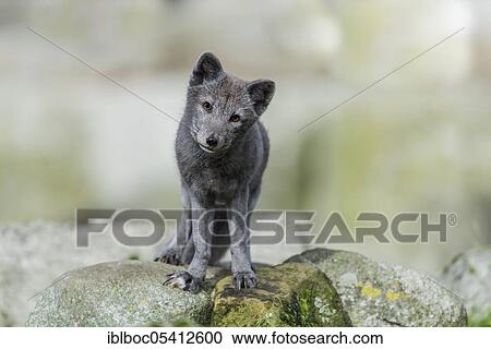 Arctic fox (Vulpes lagopus) View Large Photo Image Stock Image - Arctic fox (Vulpes lagopus). Fotosearch