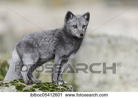 Arctic fox (Vulpes lagopus) View Large Photo Image Stock Image - Arctic fox (Vulpes lagopus). Fotosearch