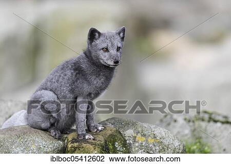 Arctic fox (Vulpes lagopus) View Large Photo Image Stock Image - Arctic fox (Vulpes lagopus). Fotosearch