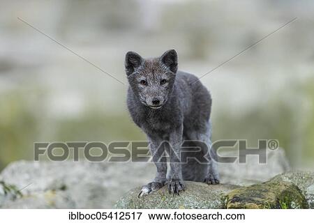 Arctic fox (Vulpes lagopus) View Large Photo Image Stock Photo - Arctic fox (Vulpes lagopus). Fotosearch