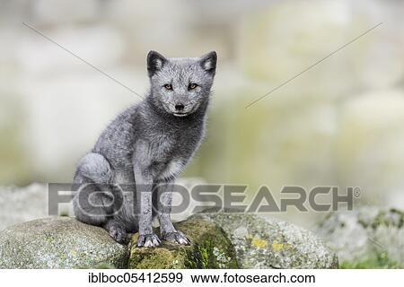 Arctic fox (Vulpes lagopus) View Large Photo Image Stock Photo - Arctic fox (Vulpes lagopus). Fotosearch