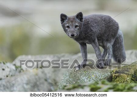 Stock Photograph - Arctic fox (Vulpes lagopus). Fotosearch