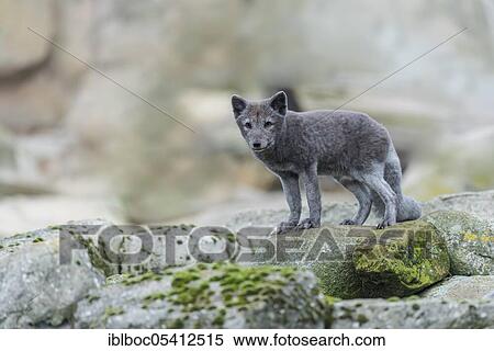 Arctic fox (Vulpes lagopus) View Large Photo Image Stock Photography - Arctic fox (Vulpes lagopus). Fotosearch