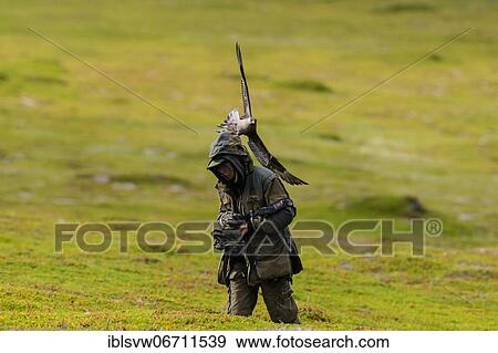 Arctic skua (Stercorarius parasiticus), attacking photographers, Varanger, Norway, Europe View Large Photo Image Stock Photo - Arctic skua (Stercorarius parasiticus), attacking photographers, Varanger, Norway, Europe. Fotosearch