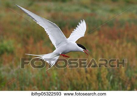 Arctic tern, Arctic tern, Sterna paradisaea View Large Photo Image Stock Image - Arctic tern, Arctic tern, Sterna paradisaea. Fotosearch