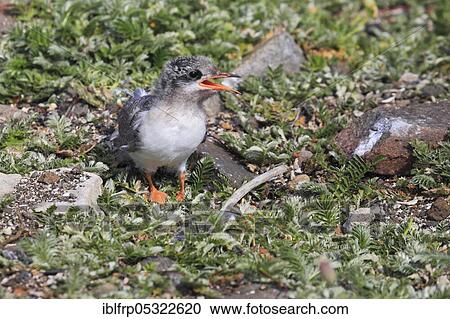 Stock Image - Arctic tern, Arctic tern, Sterna paradisaea. Fotosearch
