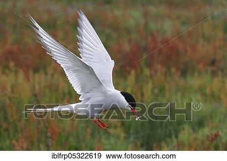 Arctic tern, Arctic tern, Sterna paradisaea View Large Photo Image Stock Photo - Arctic tern, Arctic tern, Sterna paradisaea. Fotosearch