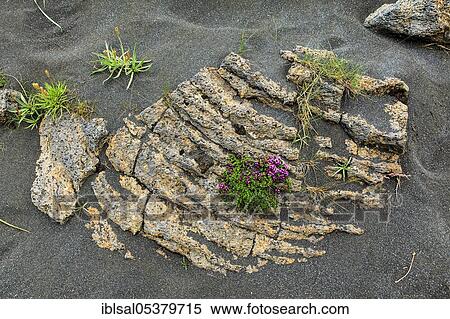 Stock Photography - Arctic thyme on igneous rocks, stonecrop, Iceland, Europe. Fotosearch