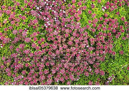 Arctic thyme (Thymus praecox ssp. arcticus), on volcanic ash in Iceland View Large Photo Image Stock Photo - Arctic thyme (Thymus praecox ssp. arcticus), on volcanic ash in Iceland. Fotosearch