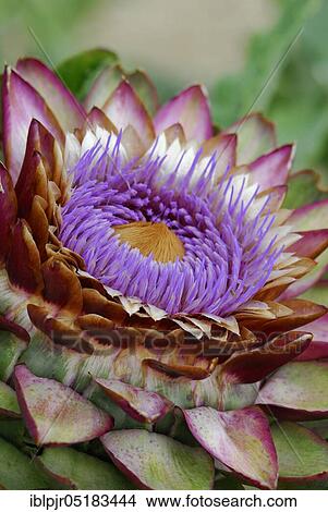 Picture - Artichoke (Cynara scolymus), Variety Green from Laon, Green from Laon. Fotosearch