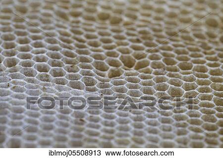 Artificial and emty honeycomb, Wachtendonk, Kleve, NRW, Germany, Europe View Large Photo Image Stock Image - Artificial and emty honeycomb, Wachtendonk, Kleve, NRW, Germany, Europe. Fotosearch