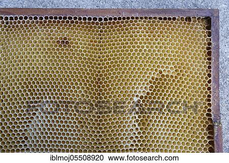 Artificial and emty honeycomb, Wachtendonk, Kleve, NRW, Germany, Europe View Large Photo Image Stock Image - Artificial and emty honeycomb, Wachtendonk, Kleve, NRW, Germany, Europe. Fotosearch