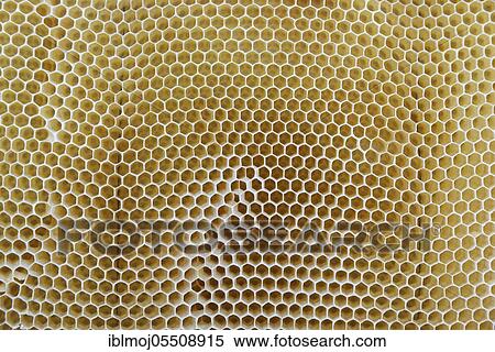 Artificial and emty honeycomb, Wachtendonk, Kleve, NRW, Germany, Europe View Large Photo Image Stock Photography - Artificial and emty honeycomb, Wachtendonk, Kleve, NRW, Germany, Europe. Fotosearch