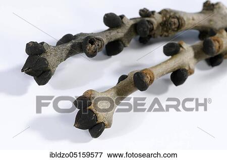 Stock Photo - Ash, bud (Fraxinus excelsior), buds. Fotosearch