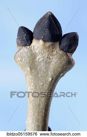 Ash, bud (Fraxinus excelsior), buds View Large Photo Image Stock Photograph - Ash, bud (Fraxinus excelsior), buds. Fotosearch
