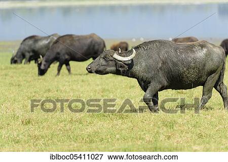 Stock Photo - Asian water buffalo (Bubalus bubalis), Greece, Europe. Fotosearch