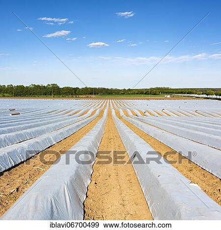 Asparagus field, Beelitz, Brandenburg, Germany, Europe View Large Photo Image Stock Photo - Asparagus field, Beelitz, Brandenburg, Germany, Europe. Fotosearch