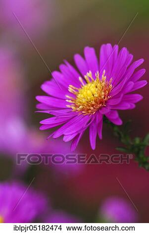 Picture - Aster(Aster spec. ). Fotosearch