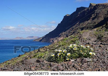 Asteriscus schultzii, cliffs of Famara, Riscos de Famara, view to island La Graciosa, Famara massif, Lanzarote, Canary Islands, Spain, Europe View Large Photo Image Stock Image - Asteriscus schultzii, cliffs of Famara, Riscos de Famara, view to island La Graciosa, Famara massif, Lanzarote, Canary Islands, Spain, Europe. Fotosearch