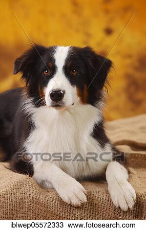 Stock Image - Australian Shepherd, bitch, lying, black-tri. Fotosearch