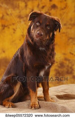Stock Image - Australian Shepherd, male, red, looks faithful, sitting. Fotosearch