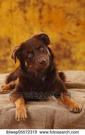 Stock Photo - Australian Shepherd, male, red, looks faithful, lying. Fotosearch