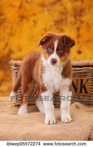 Australian Shepherd, puppy, 8 weeks View Large Photo Image Picture - Australian Shepherd, puppy, 8 weeks. Fotosearch