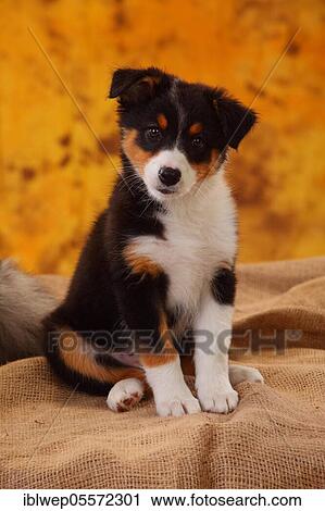 Stock Image - Australian Shepherd, puppy, 8 weeks, sitting, black-tri. Fotosearch