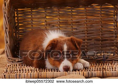 Australian Shepherd, puppy, 8 weeks, lies in basket View Large Photo Image Stock Image - Australian Shepherd, puppy, 8 weeks, lies in basket. Fotosearch