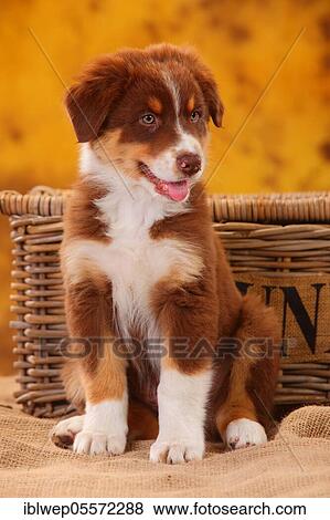 Stock Photo - Australian Shepherd, puppy, 8 weeks, sitting. Fotosearch