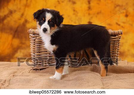 Australian Shepherd, puppy, 8 weeks, black-tri View Large Photo Image Stock Photograph - Australian Shepherd, puppy, 8 weeks, black-tri. Fotosearch