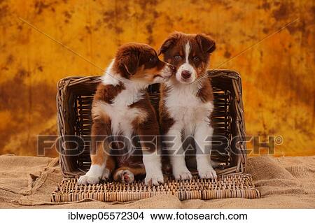 Australian Shepherd, two puppies, 8 weeks View Large Photo Image Picture - Australian Shepherd, two puppies, 8 weeks. Fotosearch
