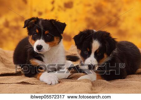 Stock Photo - Australian Shepherd, two puppies, 8 weeks, lying, black-tri. Fotosearch
