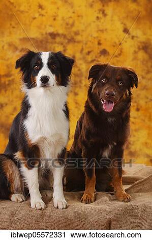 Australian Shepherds, two dogs, red and black-tri View Large Photo Image Stock Image - Australian Shepherds, two dogs, red and black-tri. Fotosearch