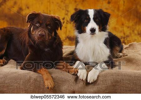 Stock Photograph - Australian Shepherds, two dogs, red and black-tri. Fotosearch