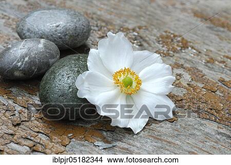 Autumn anemone and stones, Japanese anemone (Anemone japonica) View Large Photo Image Picture - Autumn anemone and stones, Japanese anemone (Anemone japonica). Fotosearch
